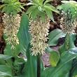 Eucomis Comosa Bicolor Pineapple Lily 2 Seeds
