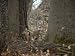 Curious Wild Doe in the Rock Creek Woods Photographic Poster Print by Stephen St. Joh...