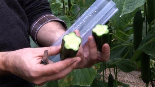 Set of 4 Star Shaped Molds for Growing Vegetables and Fruits, Veggie Molds