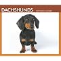 Dachshunds 2009 Boxed Calendar