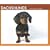 Dachshunds 2009 Boxed Calendar