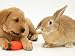 Yellow Labrador Retriever Puppy with Squeaky Toy-Carrot and Young Sandy Lop Rabbit Animals Photographic Poster Print by Jane Burton, 12x9