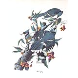 BlueJay(81/2X111/2ColorPrint)