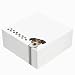 Jack Russell Dog Sticky Notes