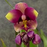 Purple Philippine Ground Orchid Plant - Spathoglottis