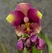 Purple Philippine Ground Orchid Plant - Spathoglottis