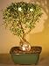 Bonsai Boy's Flowering Mount Fuji Serissa With Golf Ball Style serissa foetida