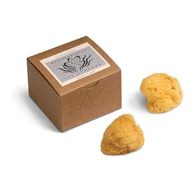 Silk Sea Sponges, Gift Box