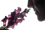 How Fragrance Affects You: A Brief Scent History