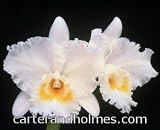 C. Swan Lake Cimmaron Valley AM/AOS(photo) x C. Earl Marie Pallister HCC/AOS