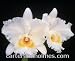 C. Swan Lake Cimmaron Valley AM/AOS(photo) x C. Earl Marie Pallister HCC/AOS