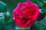 Kramer's Supreme Camellia Plant One Gallon by Monrovia Growers