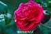 Kramer's Supreme Camellia Plant One Gallon by Monrovia Growers