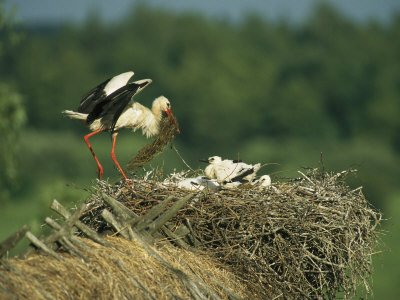 White Stork Bringing Building Material to her Nest of Chicks Photographic Poster Print by Klaus Nigge - 42x56