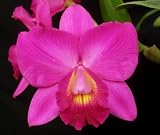 Lc Bethune 'Mendenhall' AM/AOS x Slc Mahalo Jack