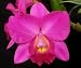 Lc Bethune 'Mendenhall' AM/AOS x Slc Mahalo Jack