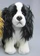 king charles hunde