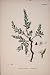Sea Knot-Grass Flower Plant Antique Print Fine Art 18