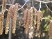 Japan-Erle - Alnus japonica 30K