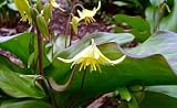 Dog Toothed Violet 5 Bulbs - Trout Lily - Erythronium