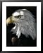 A Bald Eagle Sits in the Shade at the Dallas Zoo Associated Press Collection Framed Art Poster Print, 25x31