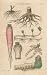 GIANT Wall Sticker of: ROOTS, Plate 1 Illustration by John Miller Botanical Studies from 1789 Featured plants: Vernal Grass, Spring Radish, Rush, Toothwort.