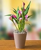 Spring Elegance Calla Lily