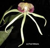Encyclia cochleata 384S