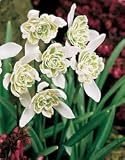 Double Snowdrops Fall Flower Bulb - Pack of Five