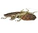 Red Flying Lizard Preserved Specimen | 1 piece