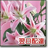 �y�N�[���֔z���i�����T�[�r�X�j�z�����z�B���ԉ�����@���j�����}��5000�~ [��������]�@ �a�����E�L�O���E���j���E�����j���E���������E�����}��E�����j������̉Ԃ̔z�B��!