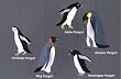 Hanging Penguins Mobile, Home School, Nursery Classroom