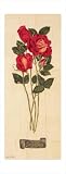 Romance & Roses I by Judy Shelby poster print,14 in. x 36 in.