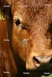 'Cow Portrait' Wall Decal - 12"W x 18"H Removable Graphic