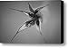 Gone to Seed Columbine Canvas Print / Canvas Art - Artist Teresa Mucha