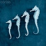 Wallmonkeys Peel and Stick Wall Decals - Sea Horses - 24