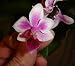 Phal Be Tris, an easy growing orchid great for beginners