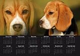 Eigenschaften Das Tierporträt  / Jahresplaner Kalender Beagle 2009