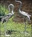 Achla PC01  20 Inch And 23 Inch Preening Cranes Set Of 2