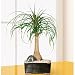 Ponytail Palm Bonsai Tree Mother's Day Gift