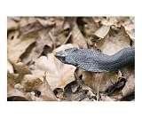 Hognose Snake Education Photographic Poster Print by James Davidson, 20x16