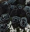84 Silk Rose Flowers w/Raindrops - Wedding Flowers - Bridal/Floral - Black/White