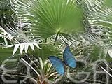 Eigenschaften Exoga  / Petticoat Palme - Washingtonia robusta - Samen