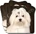 MALTESE DOG Set of 4 Coasters
