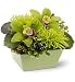Live Orchid Plant Go Green
