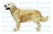 golden retriever - GOLDEN RETRIEVER - Dog Decal - sticker car got window
