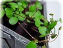 Angel Vine - Muehlenbeckia - RARE - Unusual Houseplant - 4" Pot