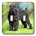 Dogs Black Russian Terrier - Black Russian Terrier - Light Switch Covers - double tog...