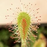 Outdoor Living : SUNDEW Drosera nidiformi 12 - Seeds - CARNIVOROUS SEEDS