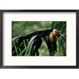 White-Faced Capuchin (Cebus Capucinus) Laying on a Branch in a Tropical Rainforest, Costa Rica Framed Photographic Poster Print by Ralph Hopkins, 21x17